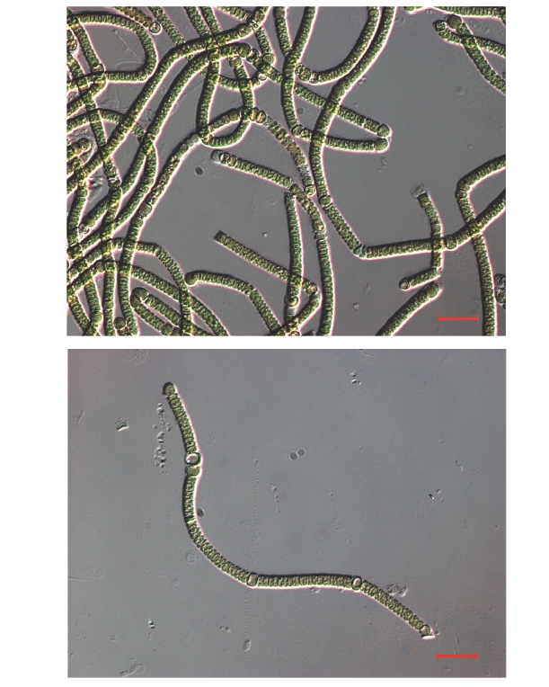 Light microscope images of Nodularia spumigena KNUA005. Scale bars represent 20 μm.