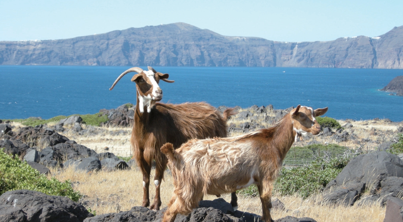 Grazing is one of traditional landscape management in Mediterranean islands. How to sustain the balance of resource use and ecosystem, especially in small islands, is common question to ecologists (Palea Kameni near Santorini, Greece. This islet was created by eruptions of 46-47AD and 726AD. Photo by SK Hong).