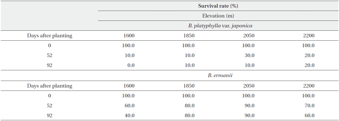Survival rate (%) of seedlings of Betula platyphylla var. japonica and Betula ermanii on Mt. Neko