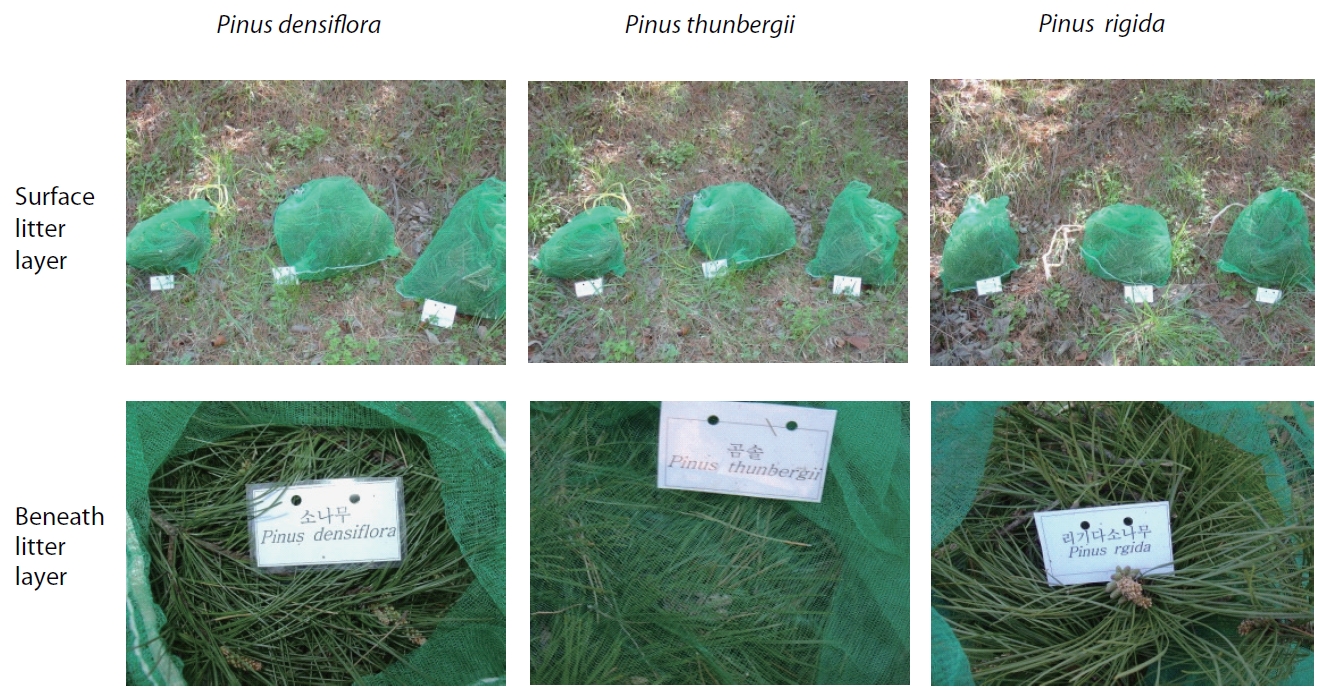 Three litter bags with fresh needles placed on one subplot of forest floor at two soil depths (surface litter layer and 20 cm beneath litter layer).