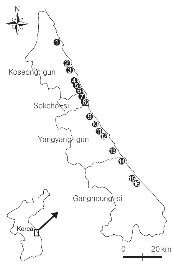 Locations of 16 lagoons investigated along the eastern coastline of South Korea: ① Hwajinpoho, ② Seonyudam, ③ Songjiho, ④ Cheonjinho, ⑤ Bongpoho, ⑥ Gwangpoho, ⑦ Yeongrangho, ⑧ Cheongchoho, ⑨ Gapyeongri-wetland, ⑩ Ssangho, ⑪ Gungaeho, ⑫ Yeomgaeho, ⑬ Maeho, ⑭ Hyangho, ⑮ Sunpogaeho, and Gyeongpoho.