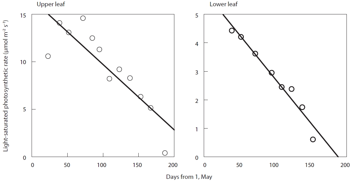 Decline of light-saturated photosynthetic rate. Each panel shows one leaf. Each open circle indicates one measurement. Two representative leaves from the upper and lower canopy are shown. Solid lines show significant linear regressions (P < 0.05).