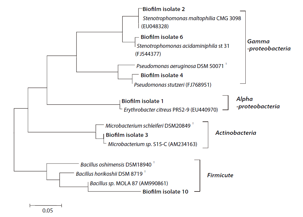 Bacillus and other culturable bacteria present in the Case II biofilm. The biofilm isolates were identified using 16S rRNA gene sequencing and a basic local alignment search tool (BLAST) search.