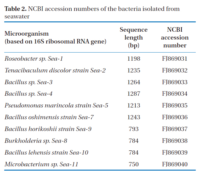NCBI accession numbers of the bacteria isolated from seawater