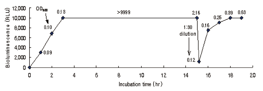 The time course of the bioluminescent activities of the first and subsequently diluted cultures.