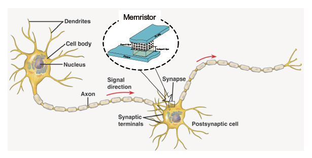 Implementation of Memristor as part of synaptic network.