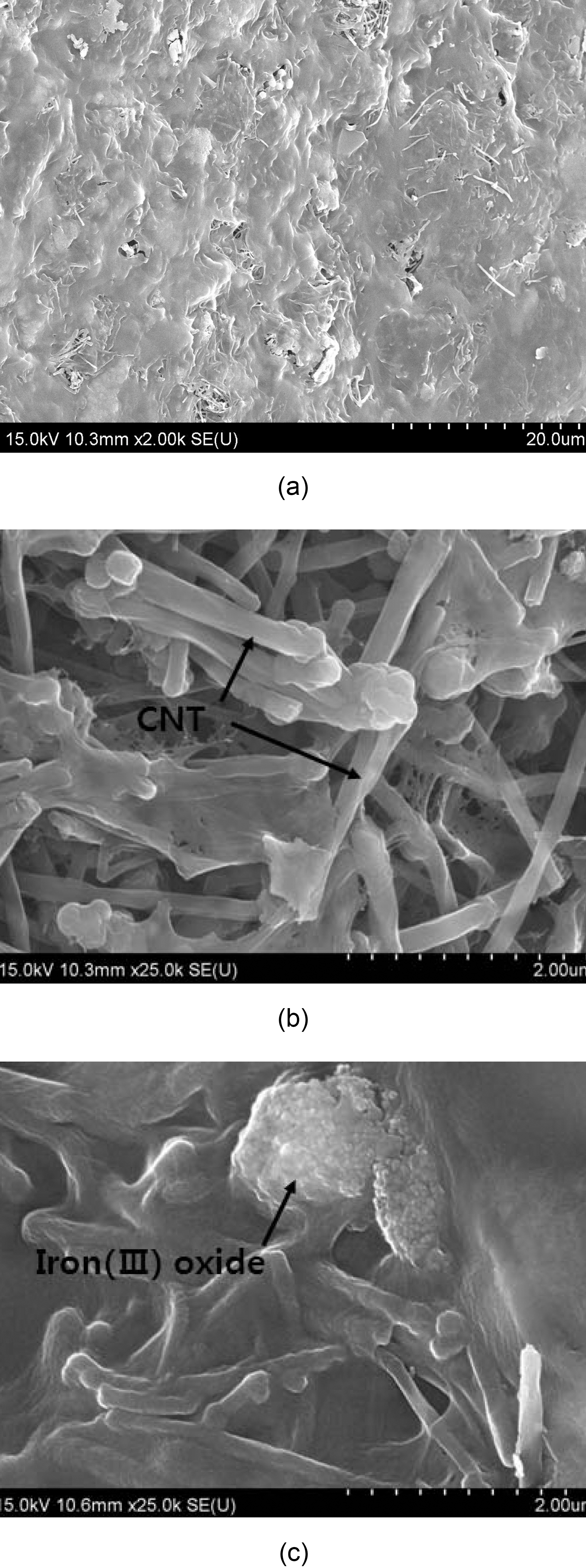 SEM microphotographs of alginate/CNT/maghemite composite beads at several different magnifications.