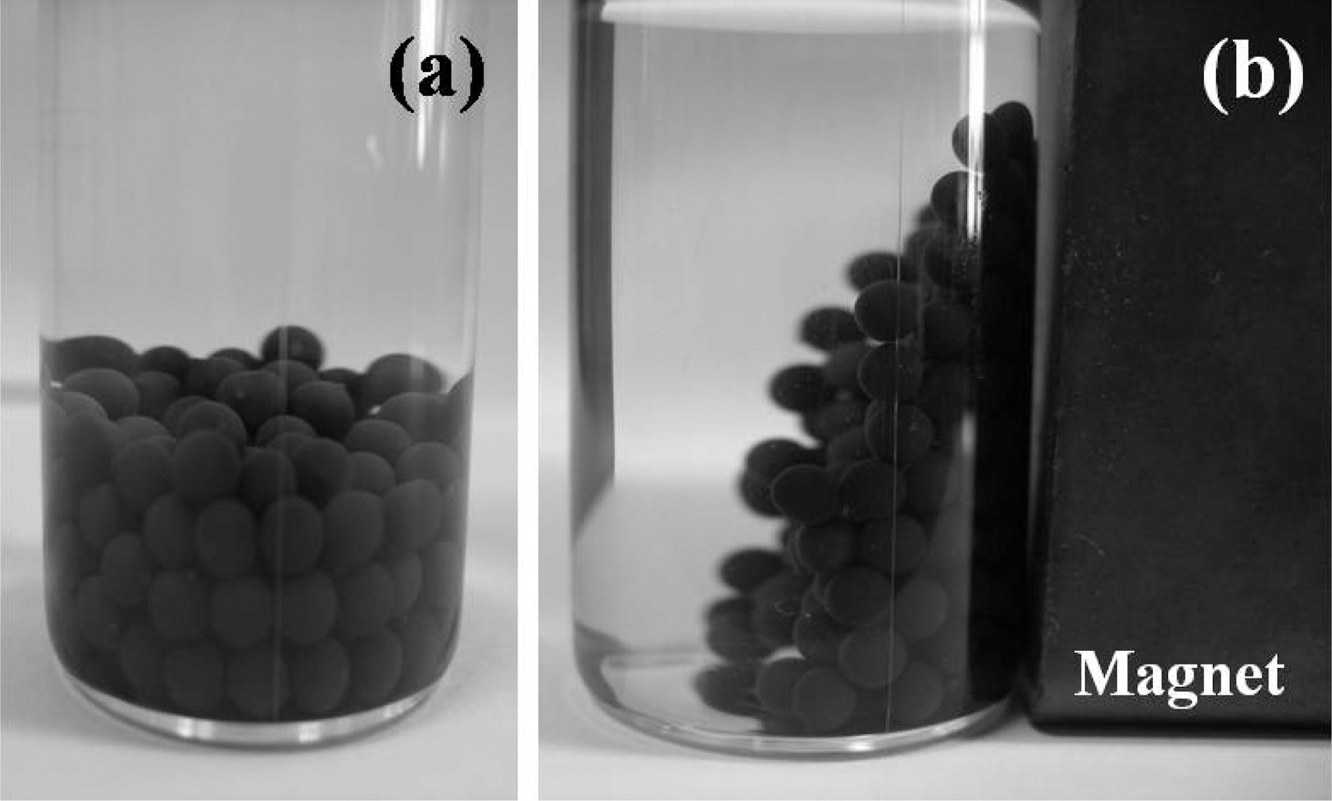 Photograph of (a) alginate/CNT/maghemite composite beads and (b) alginate/CNT/maghemite composite beads attracted by external magnet.