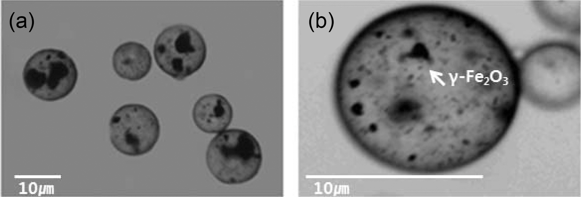Optical microscope images of (a) γ-Fe2O3 microcapsules and (b) γ-Fe2O3 microcapsules with higher magnification.