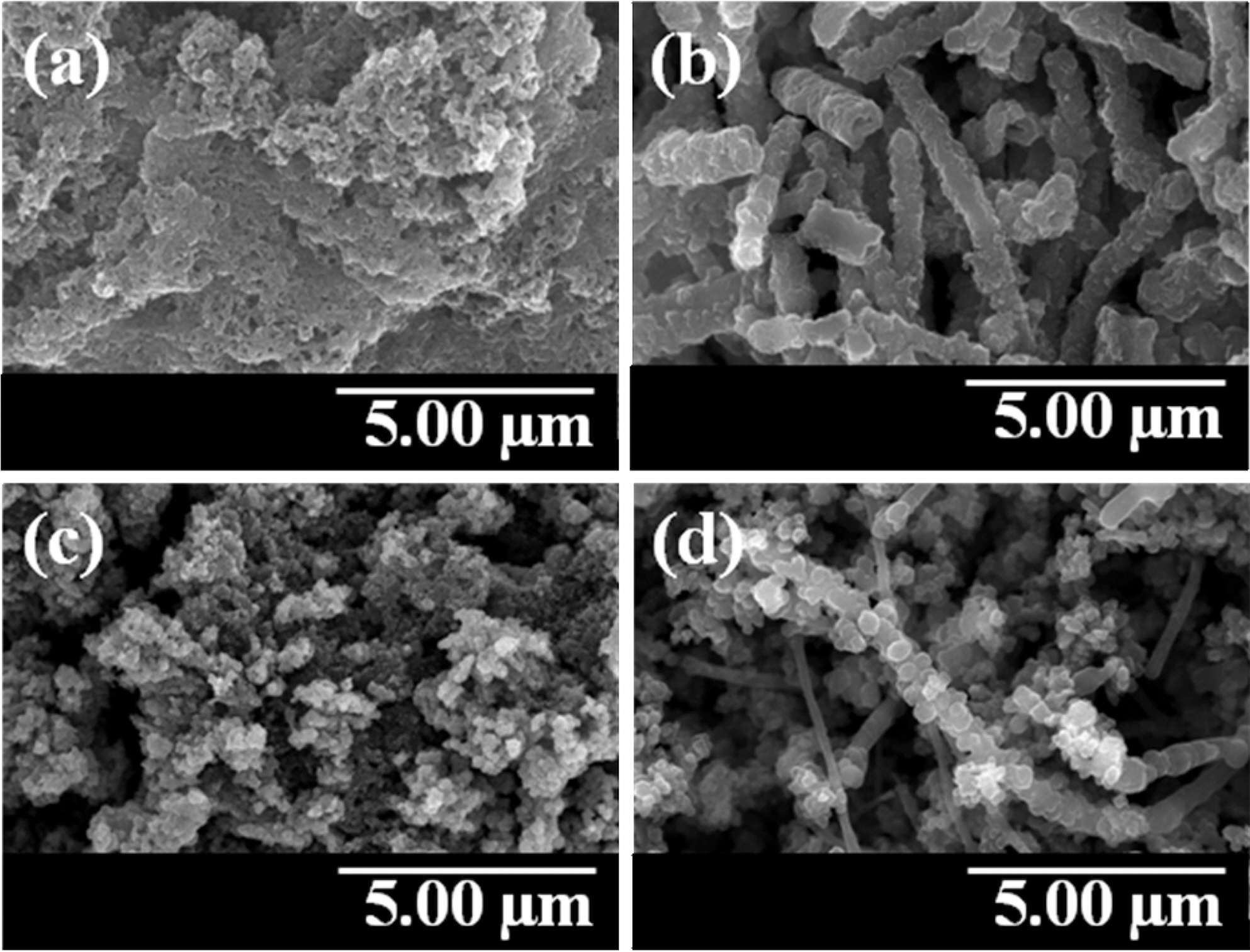 Field emission-scanning electron microscopy microphotographsof (a) PANI (b) PANI/MWCNT (c) PPy and (d) PPy/MWCNT. PANI: polyaniline MWCNT: multi-walled carbonnanotube PPy: polypyrrole.