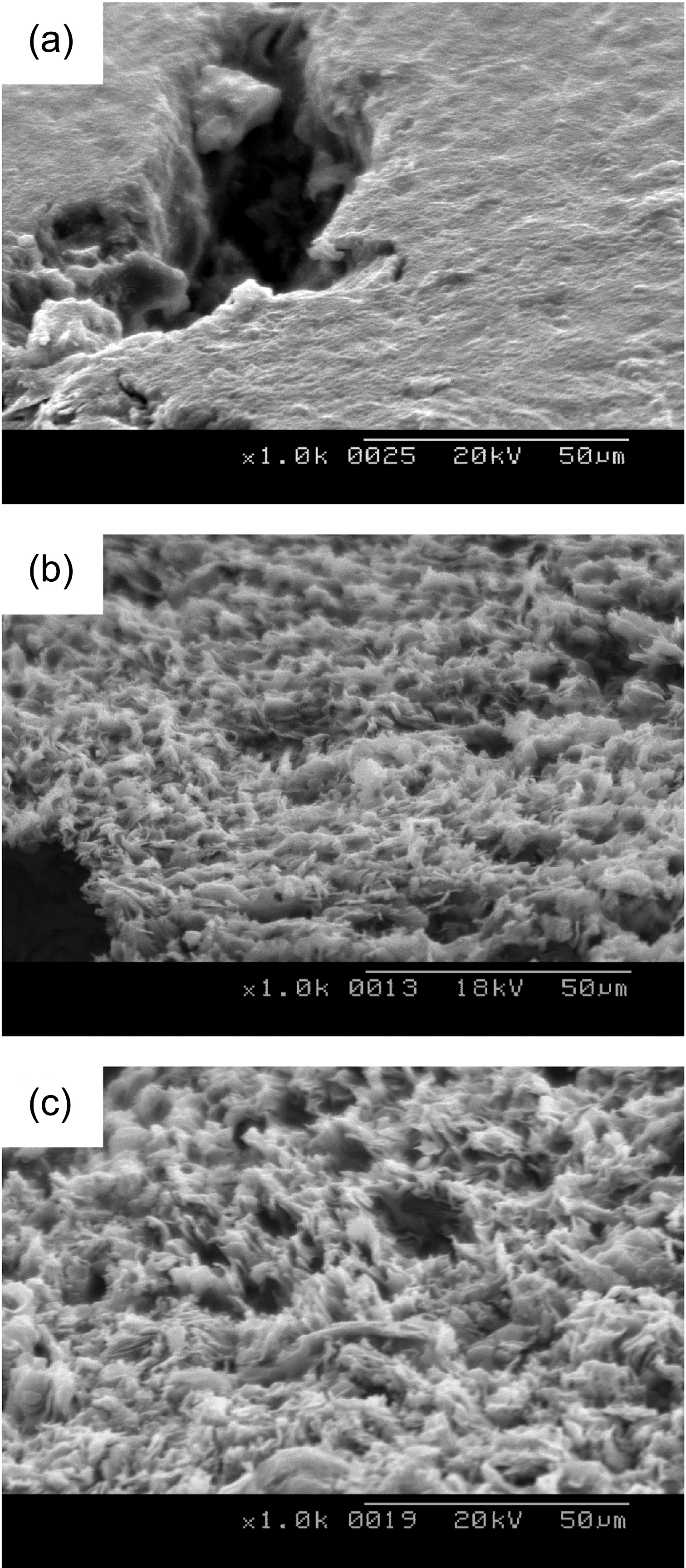 SEM micrographs (×1000) showing the variations in surfacestructures of PCEA as a function of oxidation degrees; 0%(a) 5% (b) and 10% (c) weight loss respectively. SEM: scanningelectron microscope.