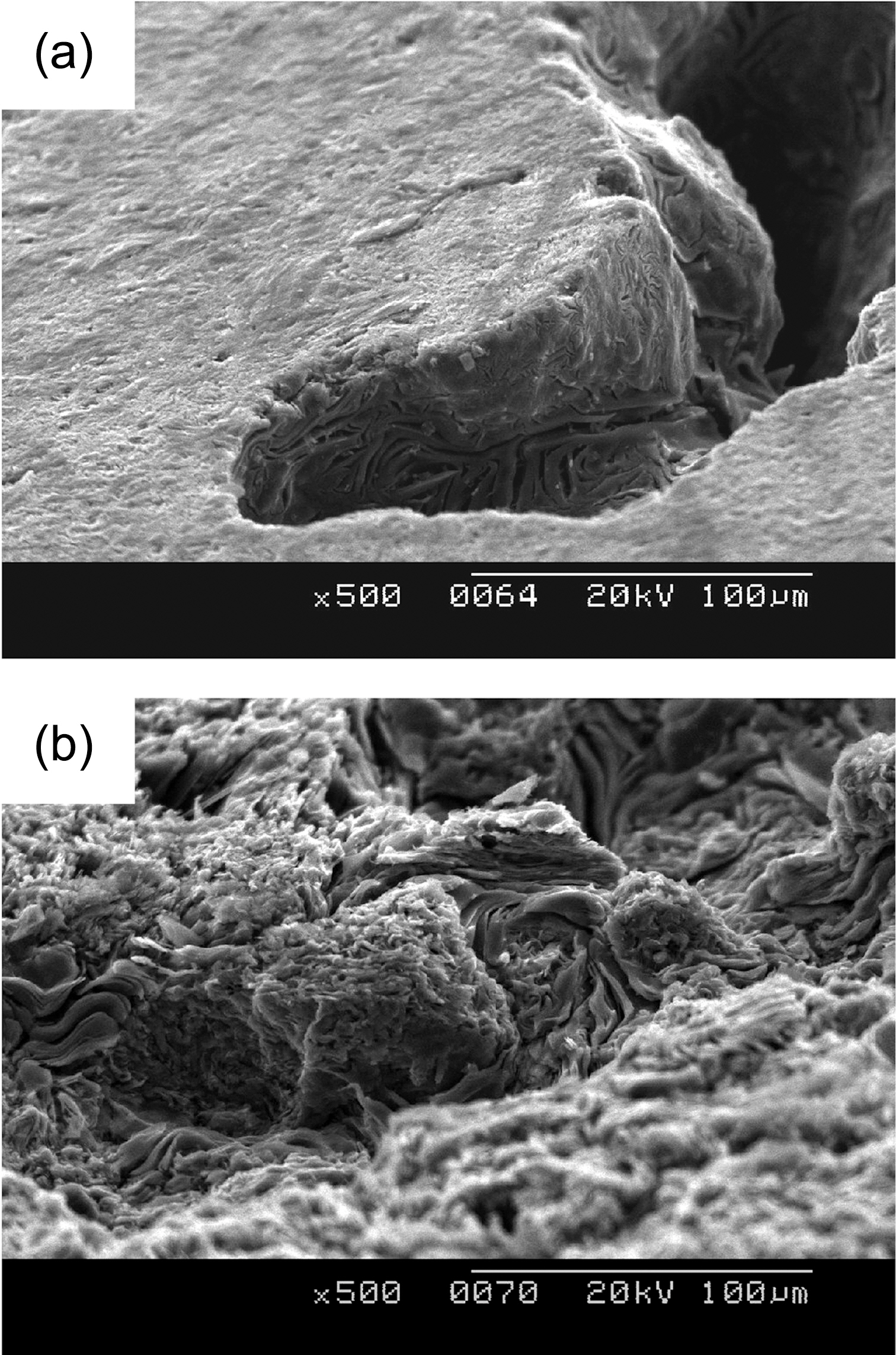 SEM micrographs (×500) showing the pore structures ofPCEA with 0% (a) and 5% (b) weight loss respectively. SEM:scanning electron microscope.