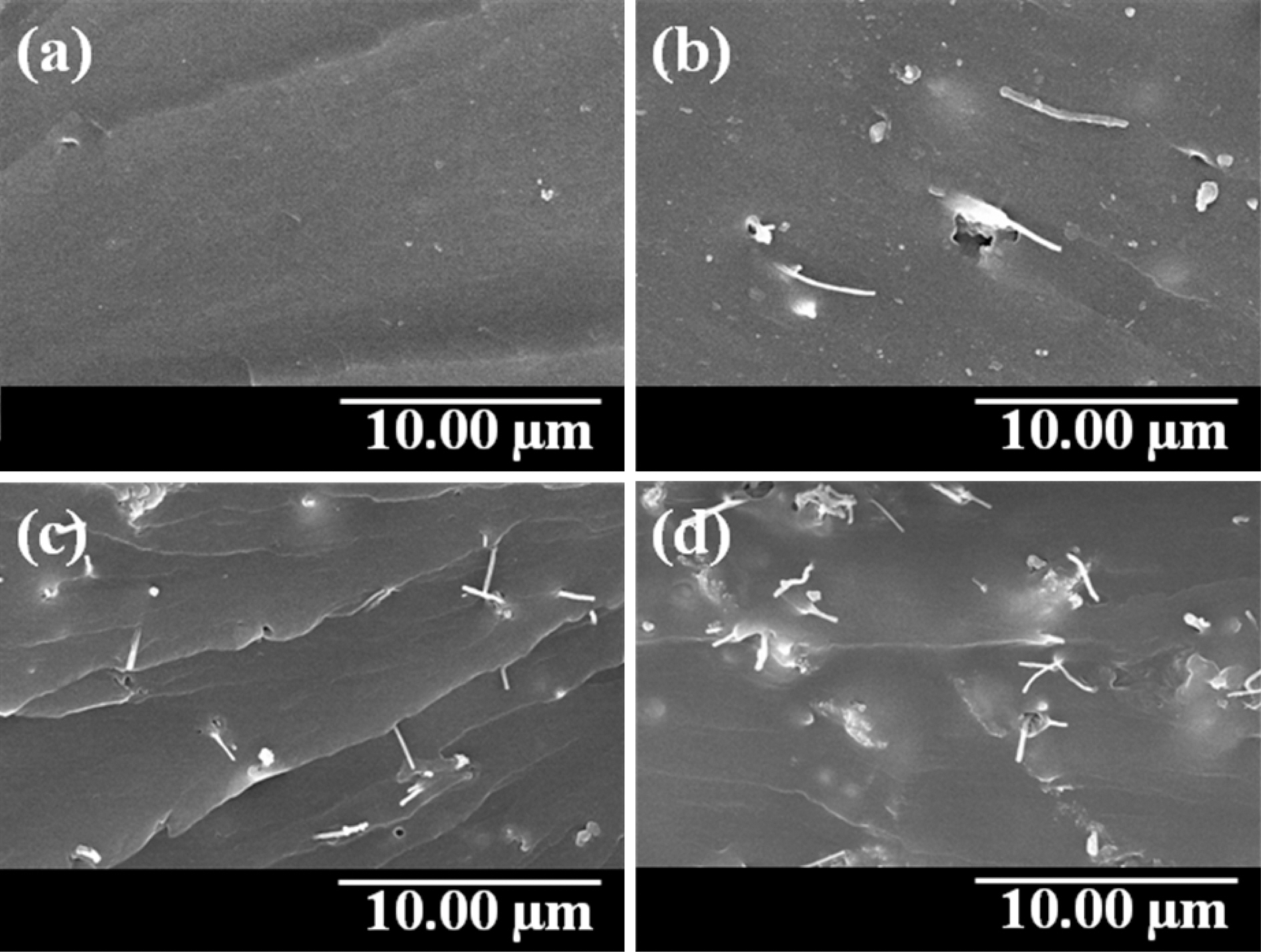 SEM micrographs of the cross section of various MWCNT/PVA nanocomposite hydrogels; (a) CNT0 (b) CNT1 (c) CNT5 and (d) CNT10.