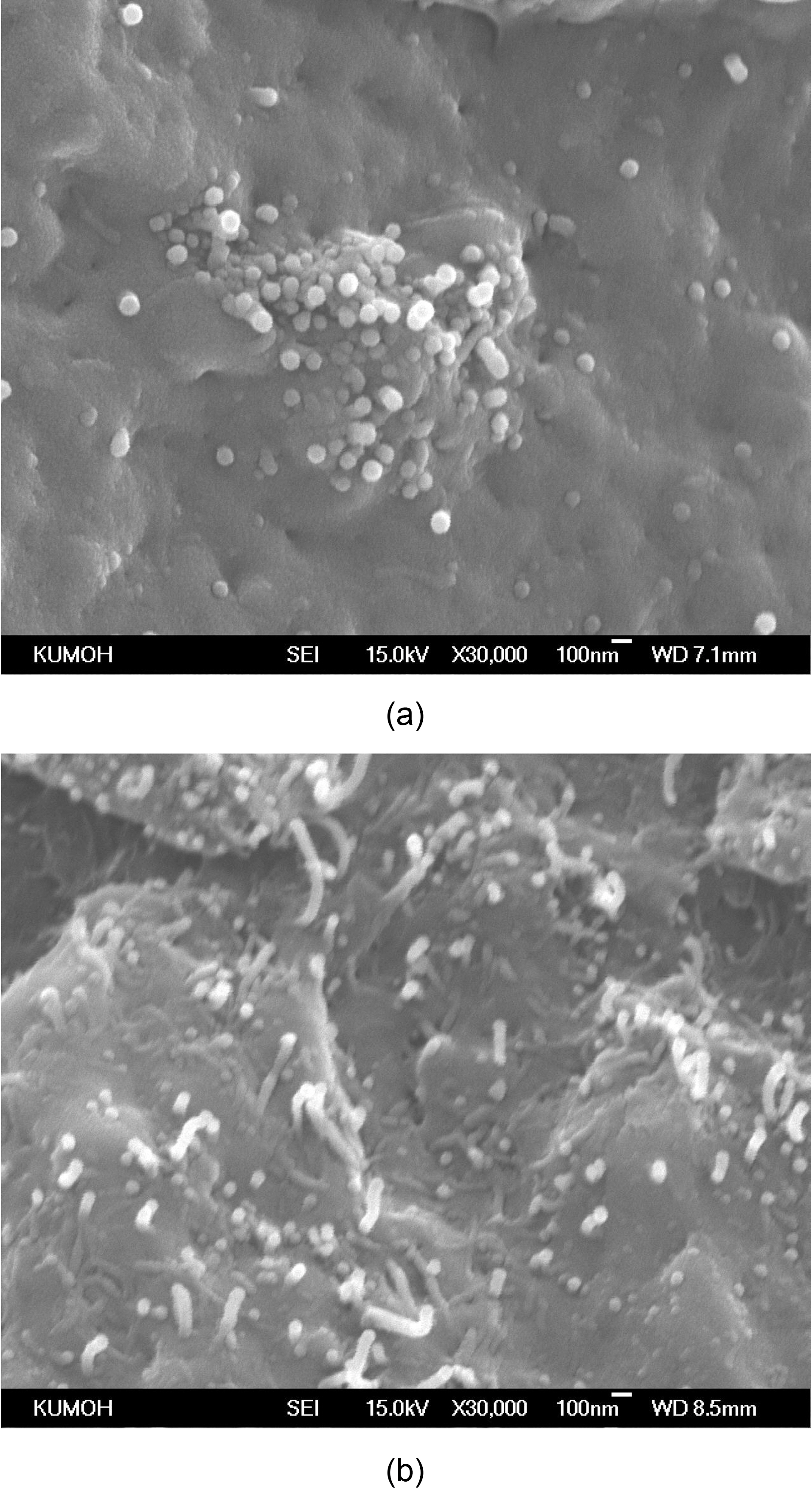 A typical dispersive morphology of PA6/MWNT nanocomposites prepared with 5 wt% MWNT before (a) and after (b) ozone treatment for 12 hrs.