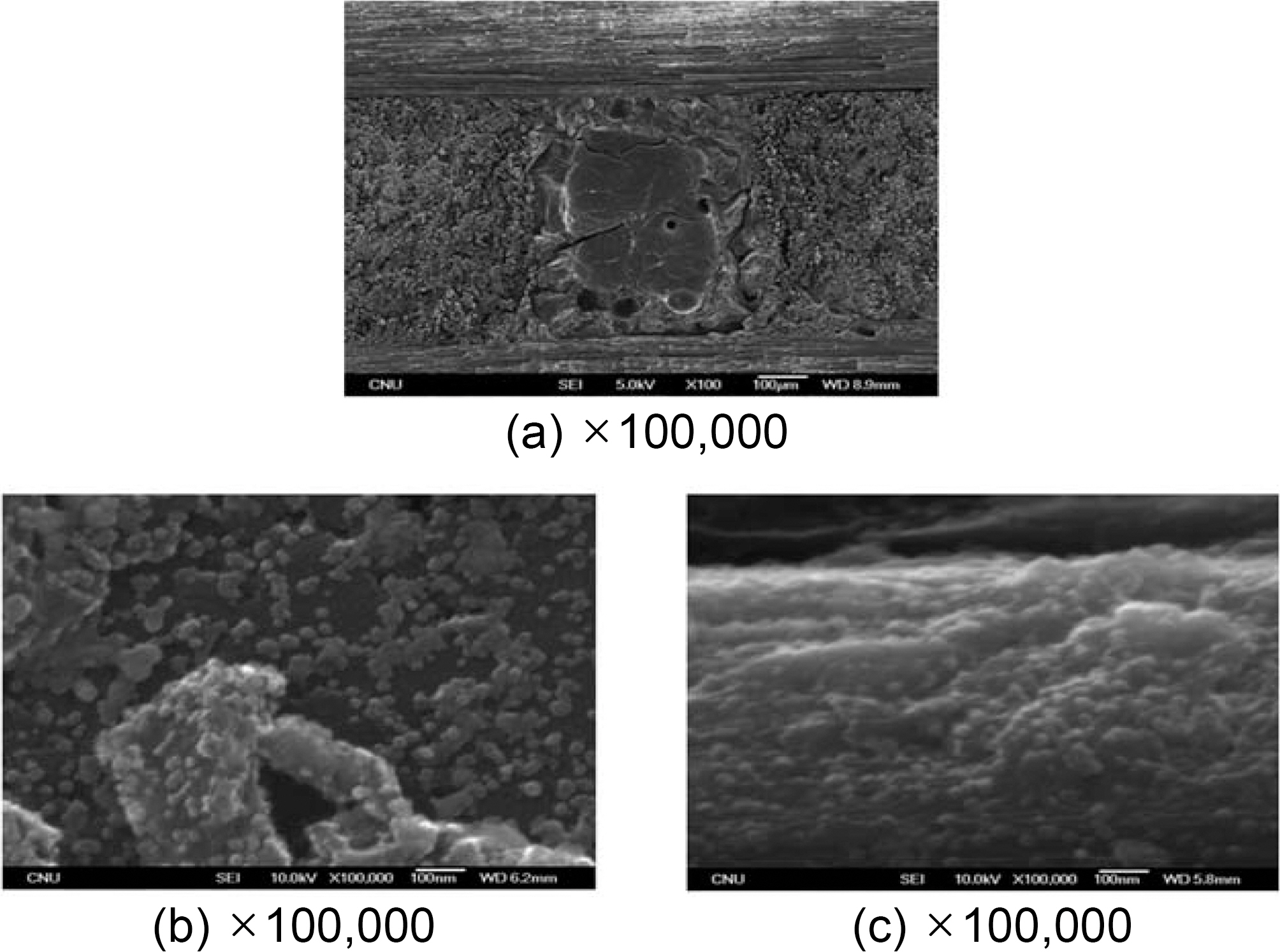 SEM photographs of cross-section and grain structure after pressure carbonization (HIP process No. 1).
