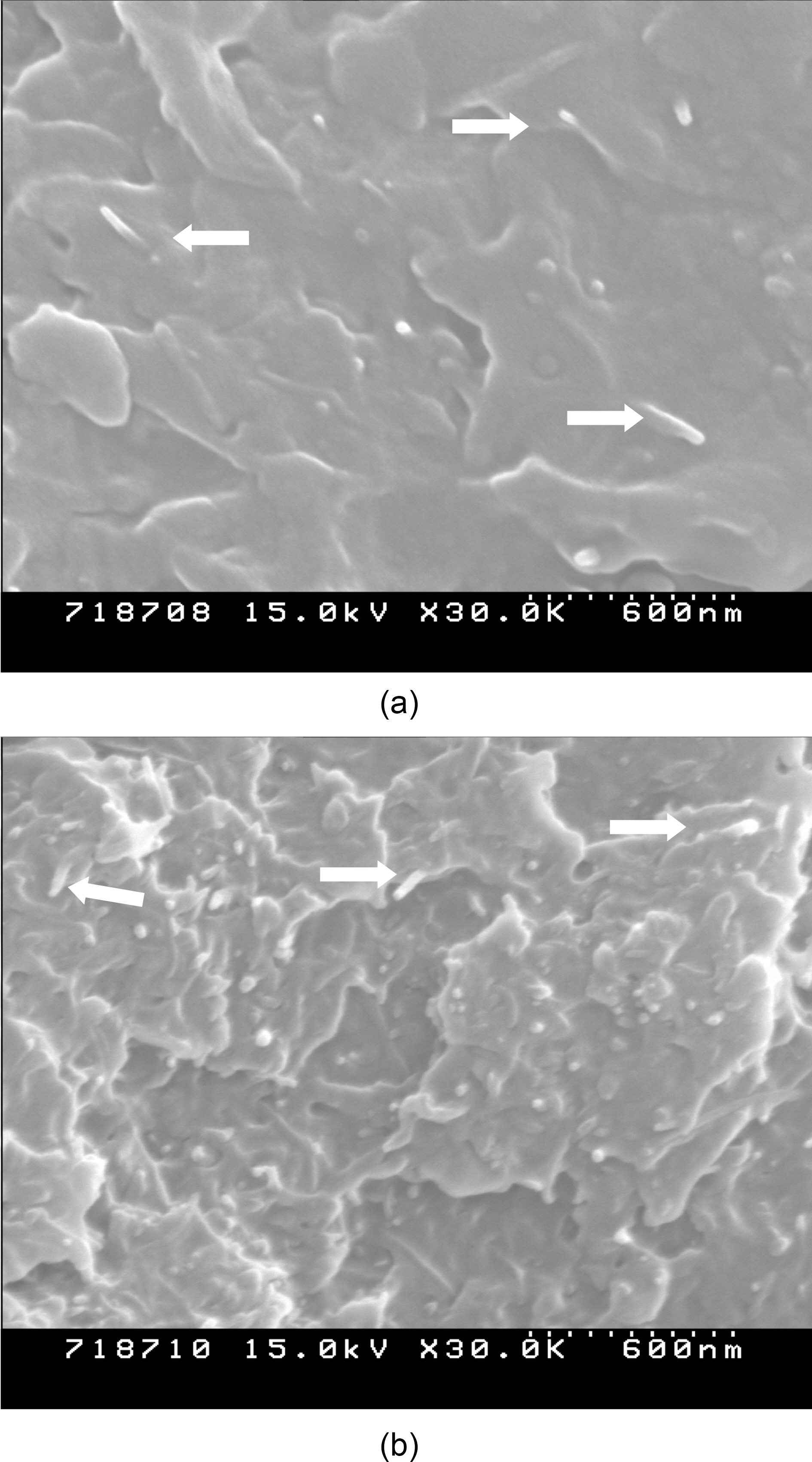 SEM images of (a) GMA-MWCNTs 0.5 and (b) GMA-MWCNTs 2.0.