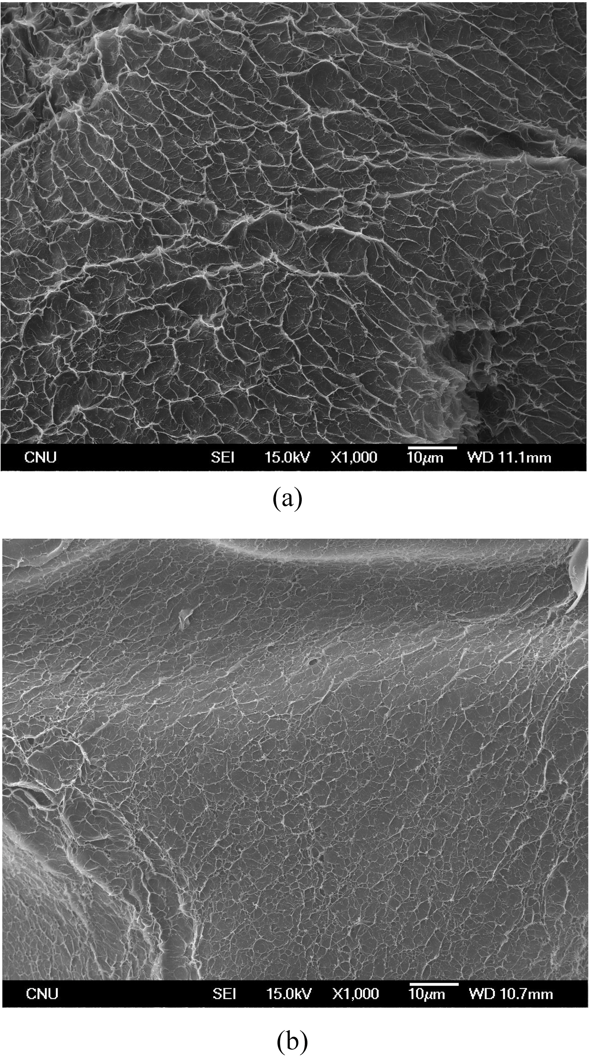 SEM microphotographs of PVA/PAAc composite hydrogels at (a) pH 2 and (b) pH 10.