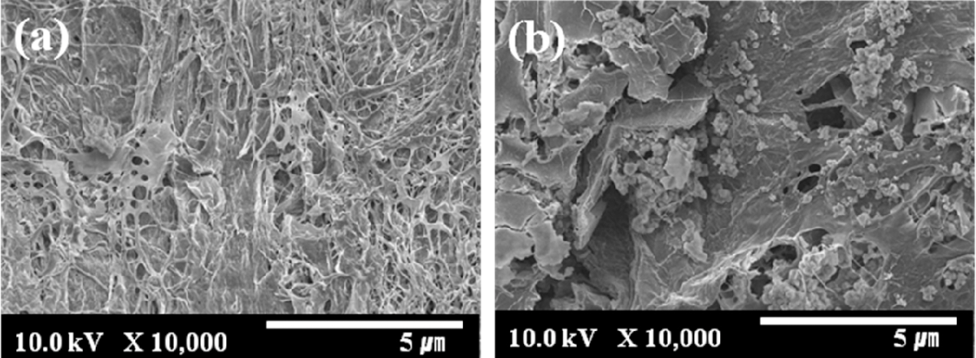Surface morphology of (a) ALCH1-AC and (b) ALCH2-AC at pH 10.