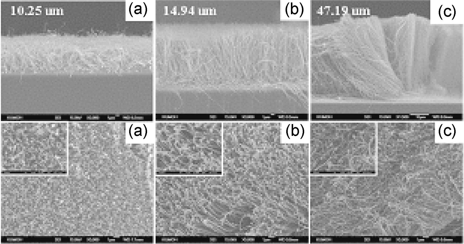 FE-SEM images of carbon nanotubes grown on 20 nm Ni catalyst at 300℃ for 10 min with an applied voltage of (a) 100 V (b) 125 V and (c) 150 V.