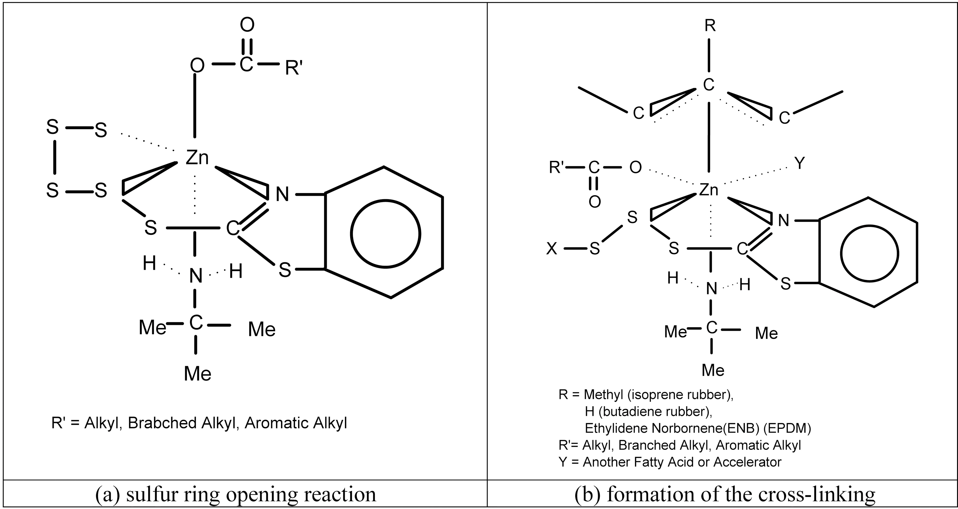 (a) Sulfur ring opening reaction and (b) the formation of the cross-linking [7].