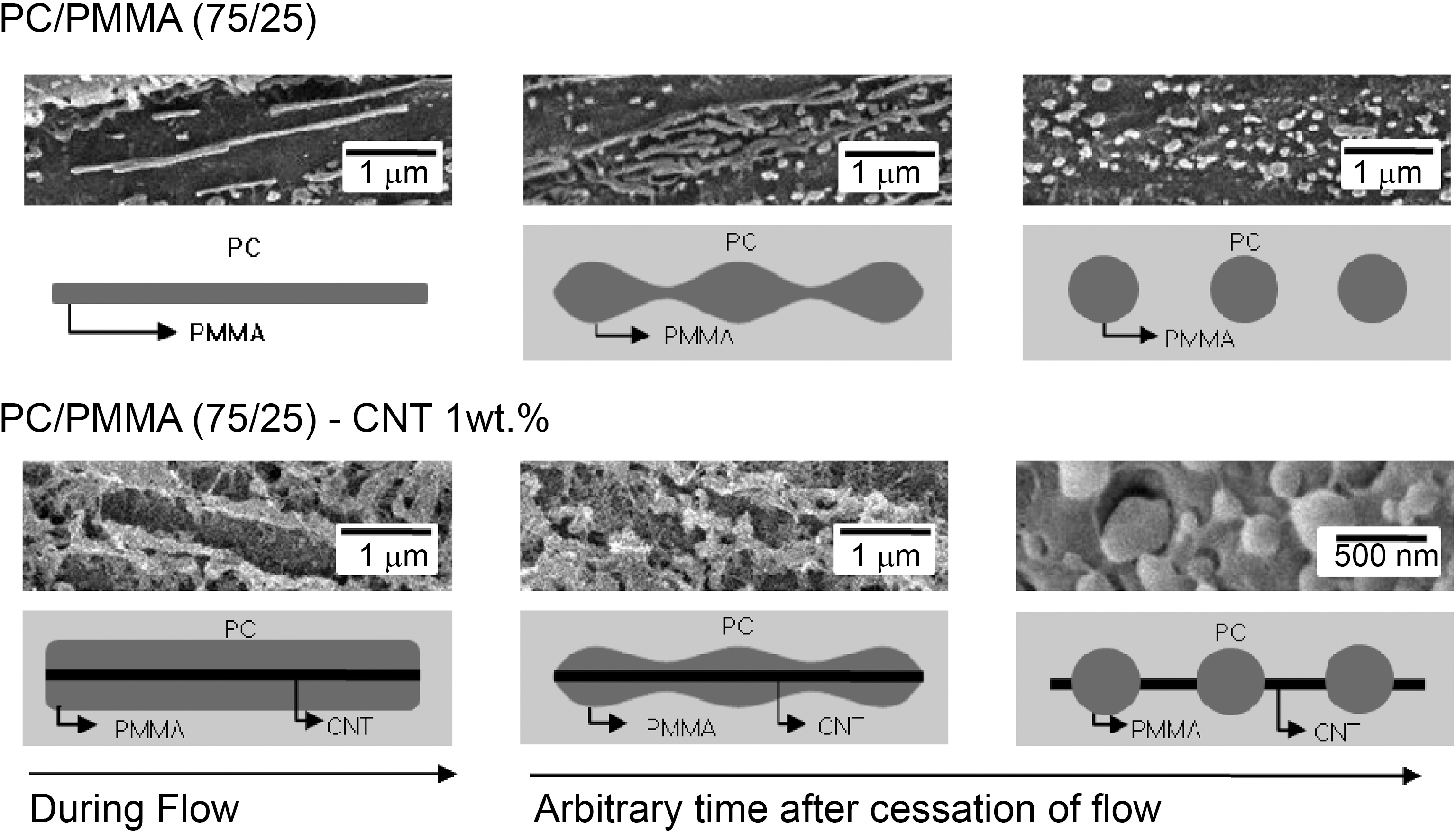 Elongation and retraction of PMMA-rich phase with or without MWCNT dispersions.