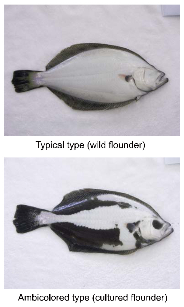 Photographs of the blind side of wild and cultured olive flounders Paralichthys olivaceus.