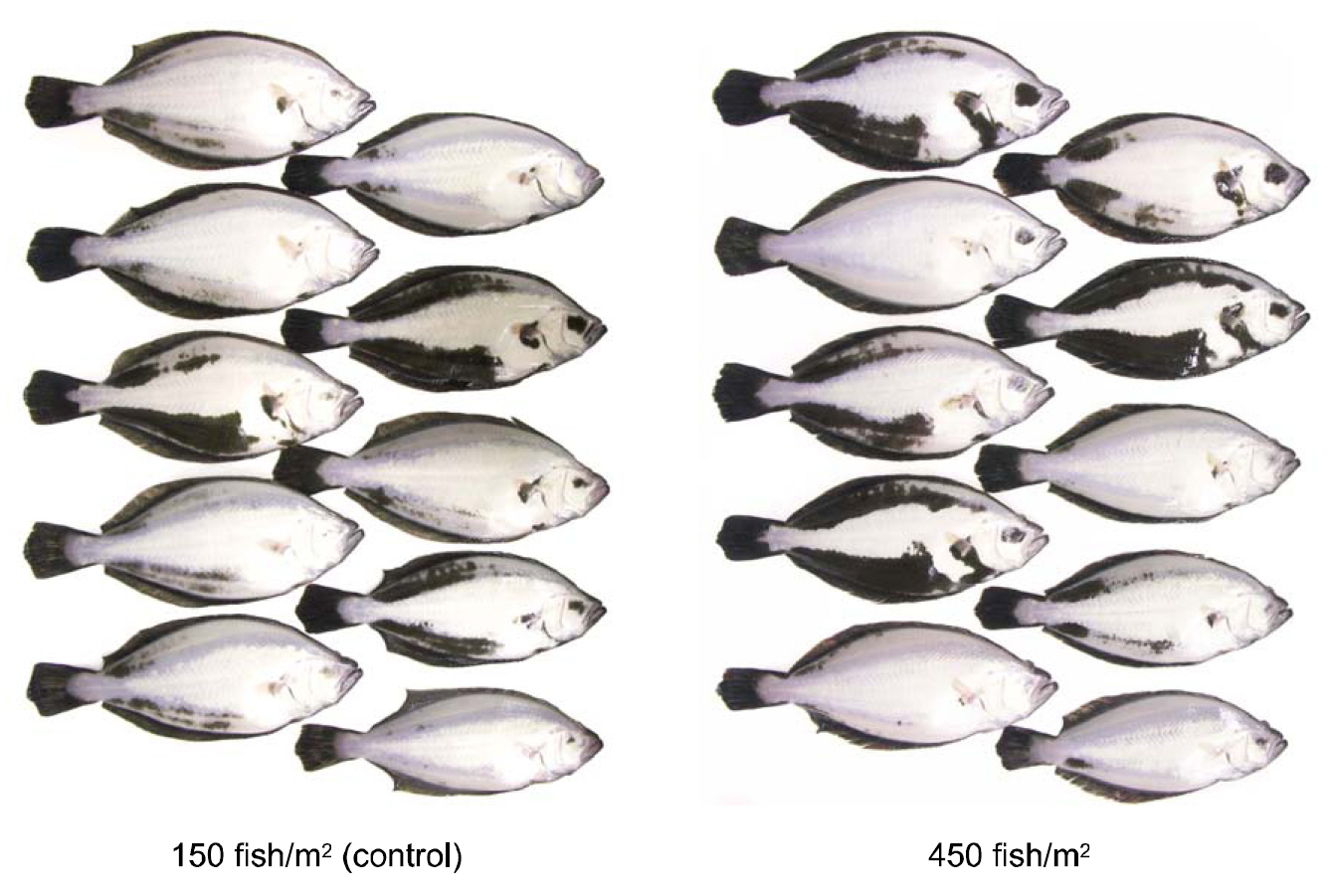 Photographs of the blind side of  fry olive flounders Paralichthys olivaceus reared in two densities for 90 days