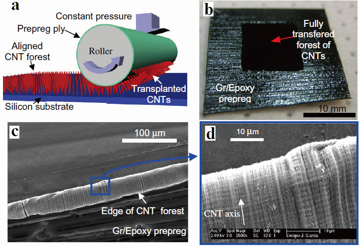 Transfer-printing of vertically-aligned carbon nanotubes(VACNTs) to prepreg: (a) illustration of the ‘transfer-printing’process; (b) CNT forest fully transplanted from its original siliconsubstrate to the surface of prepreg ply; (c and d) scanningelectron microscope images of CNT forest showing CNT alignmentafter transplantation (Garcia et al. 2008a).