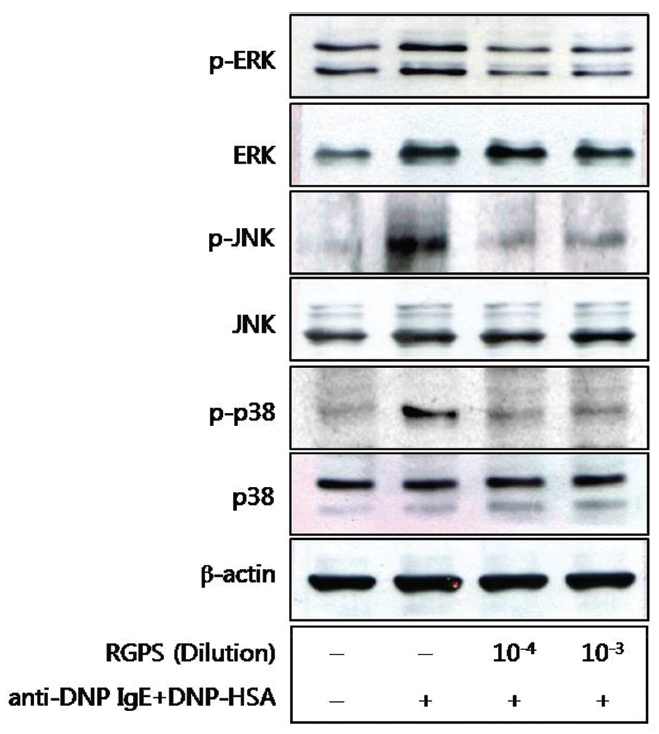 Effects of RGPS on the phospholyation of ERK JNK and p38 in antigen-stimulated-RBL-2H3 cells. The cells (5×105 cells/ml) were sensitized with anti-DNP IgE (0.5 μg/ml) overnight and stimulated by DNP-HSA (10 μg/ml). RGPS (10-4 and 10-3 dilution) was pretreated for 1 h prior to DNP-HSA stimulation for 15 min. The cell lysates were analyzed by Western blot analysis as described in Materials and methods.
