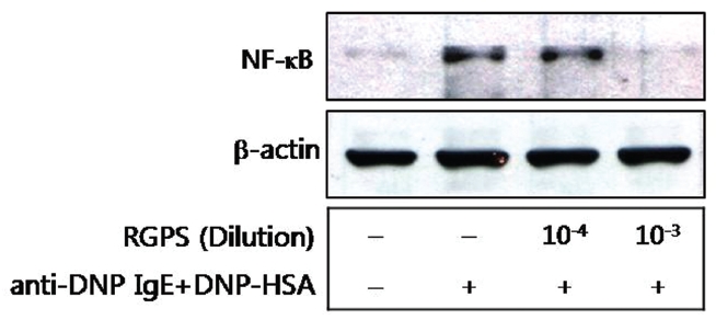 Effects of RGPS on the expression of nuclear NF-κB in antigen-stimulated-RBL-2H3 cells. The cells (5×105 cells/ml) were sensitized with anti-DNP IgE (0.5 μg/ml) overnight and stimulated by DNP-HSA (10 μg/ml). RGPS (10-4 and 10-3 dilution) was pretreated for 1 h prior to DNP-HSA stimulation for 1 h. The cell lysates were analyzed by Western blot analysis as described in Materials and methods.