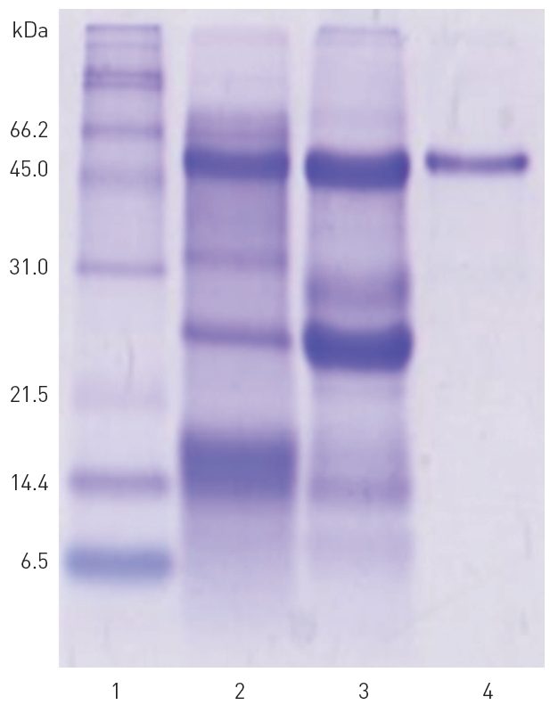 SDS-PAGE of the fibrinolytic preparations from G. b. siniticus venom. 1 Molecular weight markers; 2 crude snake venom before chromatography procedure; 3 combined fibrinolytic fraction of peak C after Q-Sepharose column chromatography; 4 purified fibrinolytic protease of 54 kDa. Molecular weight markers are listed in SDS-PAGE of Materials and Methods.