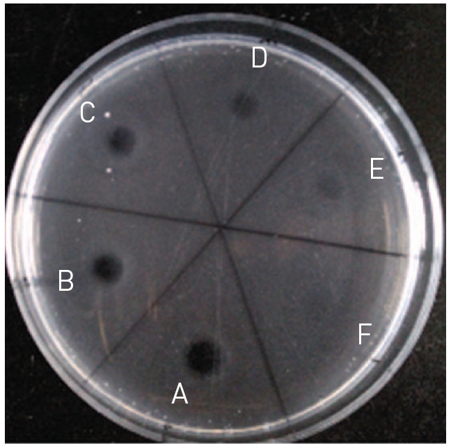 Fibrin plate assay of the fibrinolytic protease at the protein concentrations of 0.5 (A) 0.4 (B) 0.3 (C) 0.2 (D) 0.1 (E) and 0.05 (F) mg/ml.