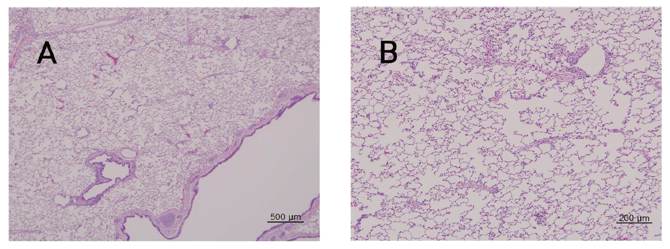 The tissue of lung from four week repeated dose toxic test of Sweet Bee Venom in Beagle dogs. There were not detected in any abnormalities compared with control group. Beagle dogs were treated three times with 14 ㎎/㎏ dose(1 3 and 9 ㎎/㎏) of Sweet Bee Venom but pathological changes were not observed in Hematoxylin& Eosin (H-E) staining(A×40 B×100).