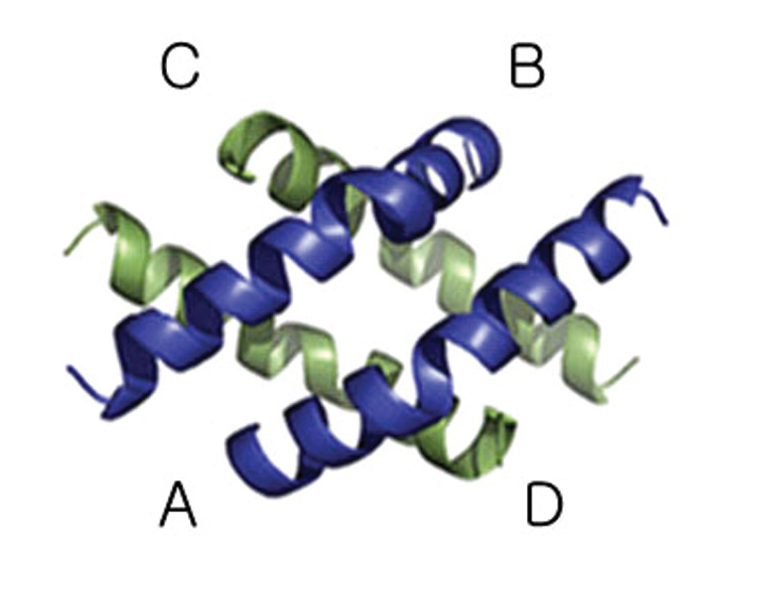 Molecular dynamics simulation of oligomeric melittin. The packing of melittin chains in the tetramer. Chain A is the chain built into the electron density map. Chain B is associated with chain A through an 2-fold axis approximately perpendicular to this page. Chain C and D are associated with chains A and B through a percise 2-fold axis almost in the plane of the page as indicated.