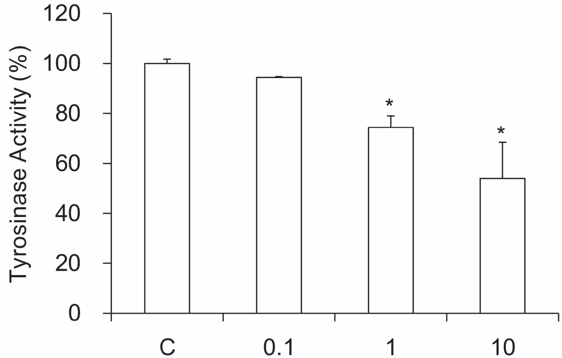 Effect of SP on tyrosinase activity. C: control distilled water treated group. 0.1 1 and 10: Sipgeondaebo-tang pharmacopuncture extracts (SP 0.1 1 and 10 mg/ml) treated group. Data are expressed as the mean ± SEM of three experiments. *: significantly different from the control p ？ 0.05.