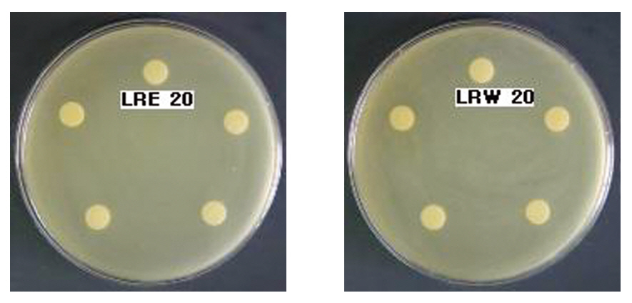 The Effects of Ligustici Rhizoma on Inhibition Zone Diameters for Propionibactrium acnes.