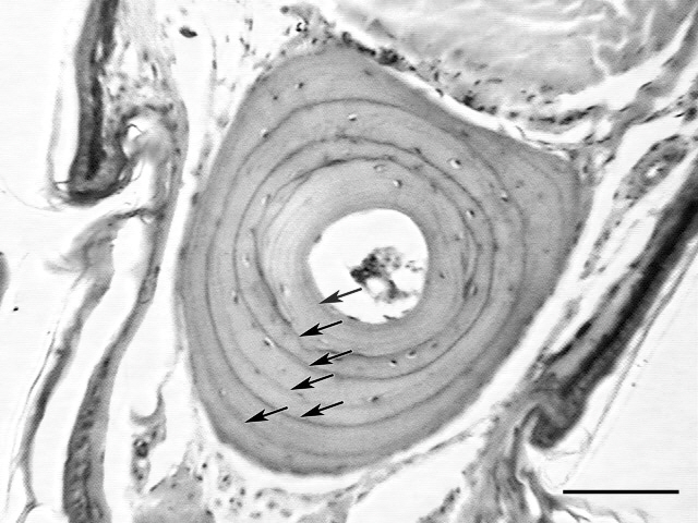 Phalangeal cross-section of a six-year-old male Eremias argus from the Baramare population. Each black arrow indicates a line of arrested growth (scale bar = 15 μm).