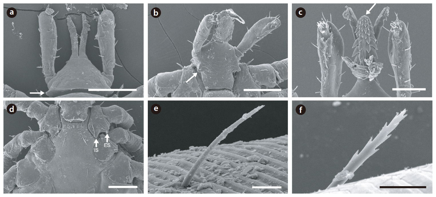 Classification keys for larval Ixodes nipponensis are indicated by the following arrows: (a) cornua on the dorsal capitulum (b) auricula on the ventral capitulum (c) hypostome (d) external spur (ES) and internal spur (IS) on the coxa I (e) postscutal seta and (f) the tip of the postscutal seta. Scale bars = 100 μm (a b d) 50 μm (c) 10 μm (e f).
