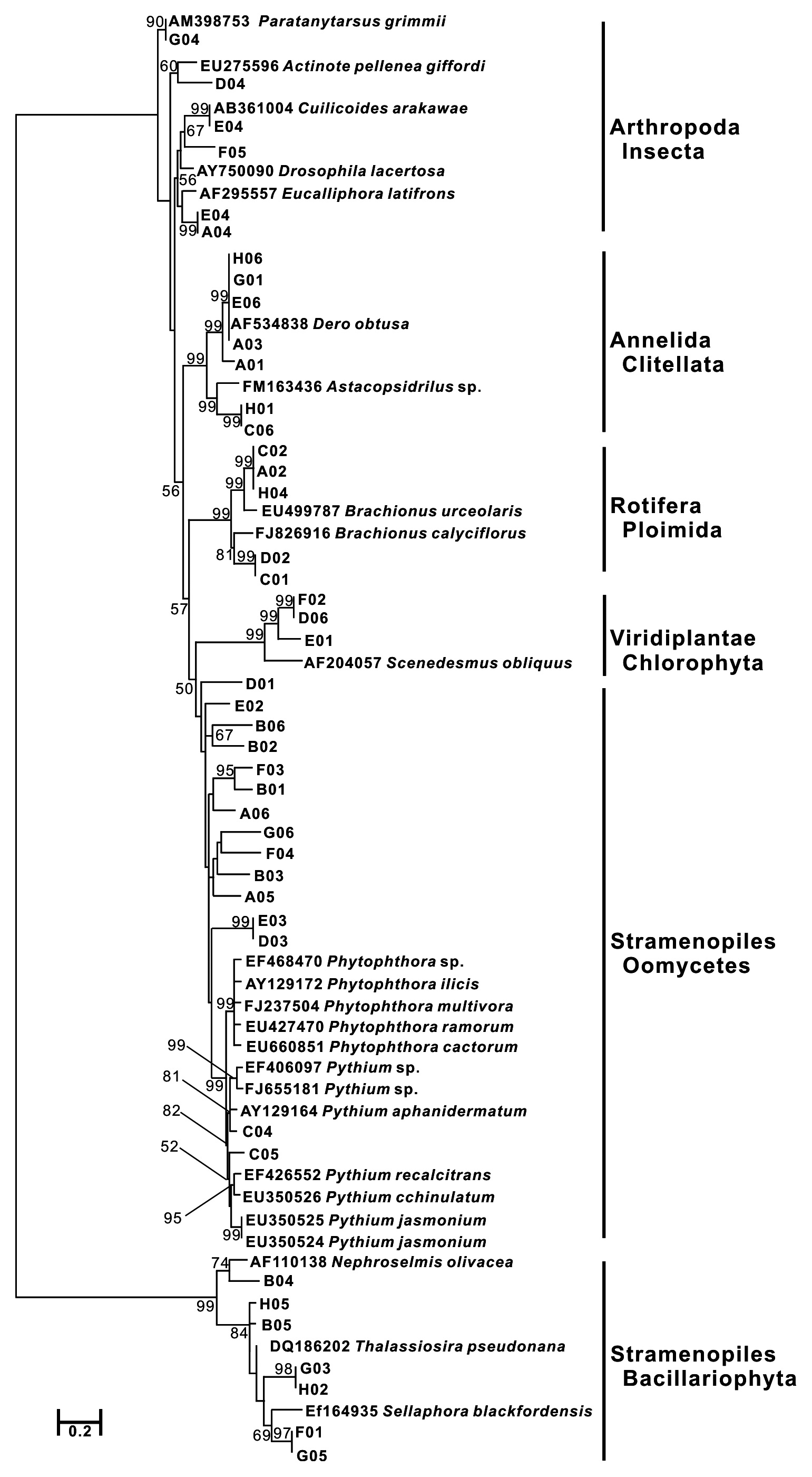 Phylogenetic tree constructed using (a) cytochrome oxidase I and (b) small subunit ribosomal rDNA gene sequences. Bootstrap support (1000 replications) ？ 50% is indicated.