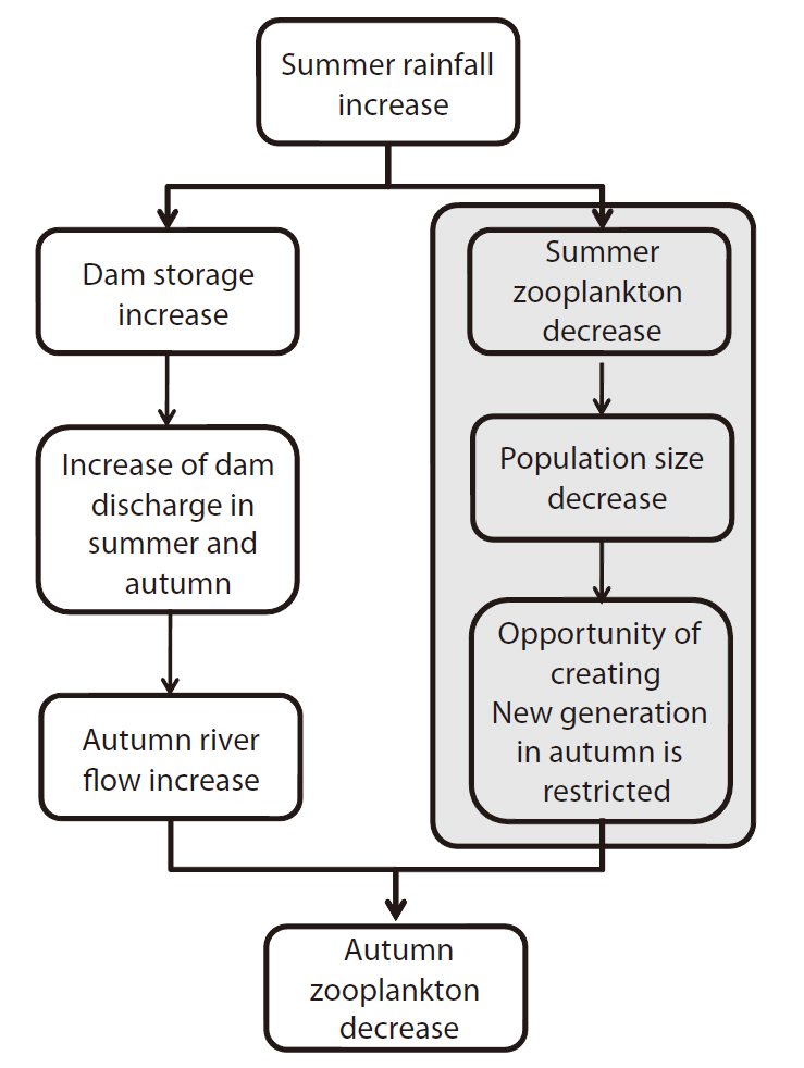Conceptual diagram illustrating the relationship between summer rainfall and autumn zooplankton. Sequential flow in the shaded box was not statistically proven but was discussed.