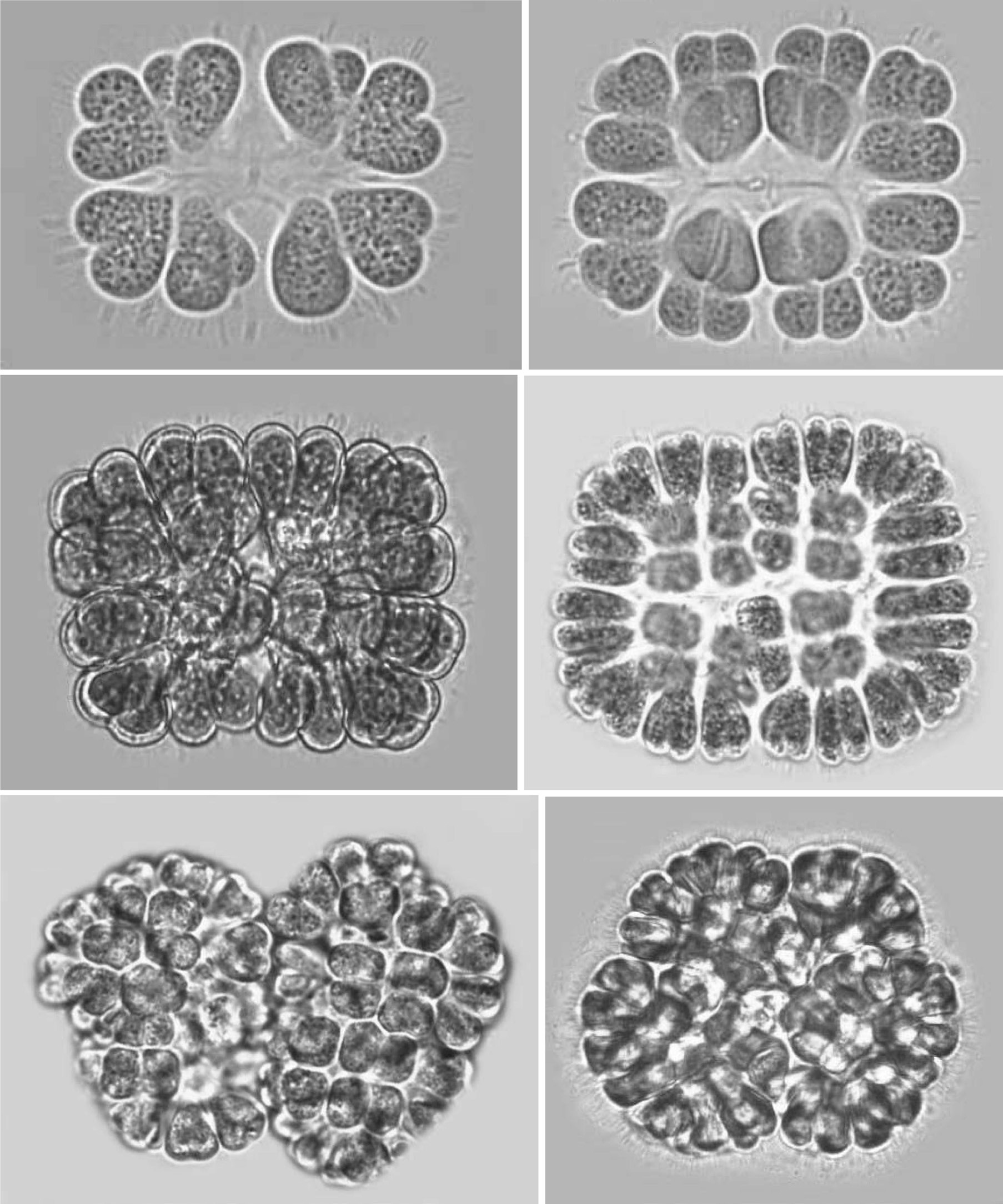 Gomphosphaeria aponina Kutzing. fig. 1. A young eight-celled colony. All cells look cordiform with initiation of division from the outer end and granulated cell content. fig. 2. A 16-celled colony. fig. 3. A 32-celled colony. Cells have thick envelopes. fig. 4. An actively growing 64-celled colony. Cells look thin and long compared to the cells of Fig. 1-3. fig. 5. A 128-celled bi-lobed colony. fig. 6. A 256-celled multi-lobed colony.