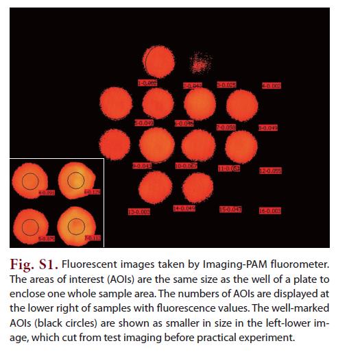 Fluorescent images taken by Imaging-PAM fluorometer. The areas of interest (AOIs) are the same size as the well of a plate to enclose one whole sample area. The numbers of AOIs are displayed at the lower right of samples with fluorescence values. The well-marked AOIs (black circles) are shown as smaller in size in the left-lower image which cut from test imaging before practical experiment.