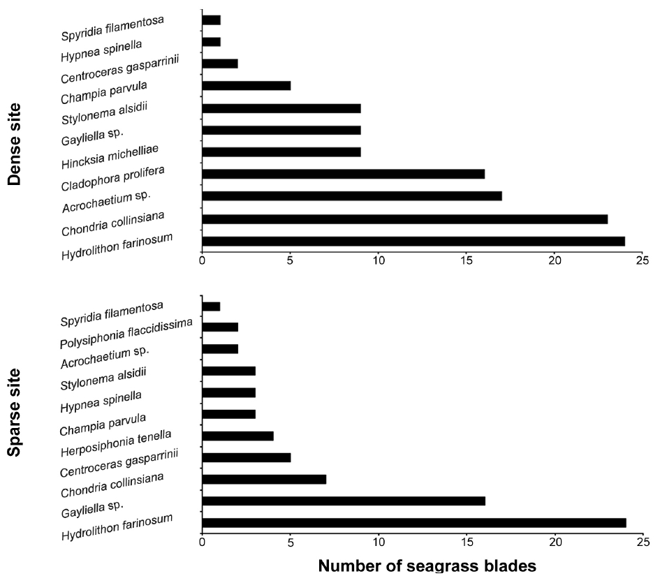 Abundance of epiphytic macroalgae expressed as the total number of individuals found on 25 Thalassia testudinum from each dense and sparse site.