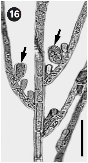 Upper part of thallus with monosporangia (arrows).