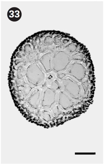 Cross section view of thallus. Scale bars represent: Fig. 30 1 mm; Fig. 31 1 mm; Fig. 32 0.5 mm; Fig. 33 50 μm.