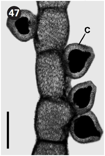 Female thallus with cystocarp (C).