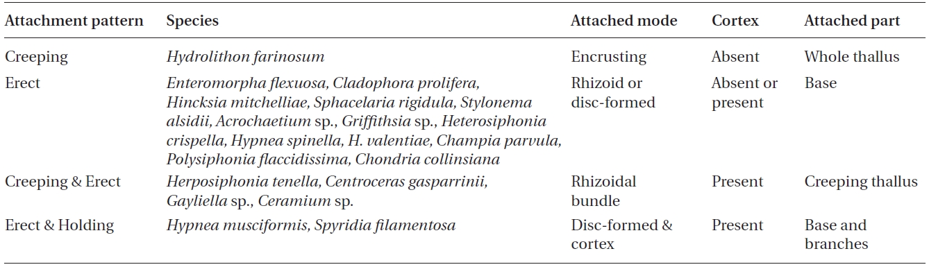 Comparison of epiphyte attachment patterns on Syringodium filiforme and Thalassia testudinum