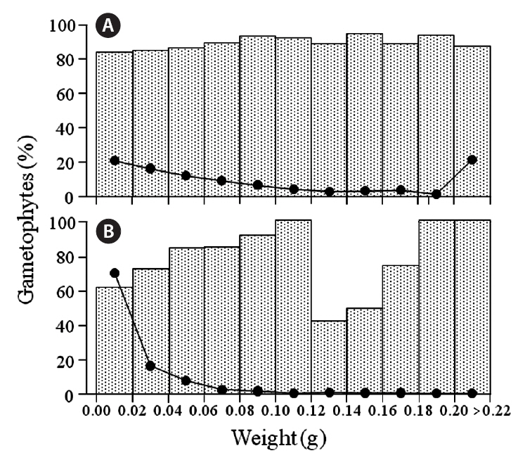 Size distribution of gametophytic Chondrus crispus fronds sorted by weight. Fronds weighing more than 0.2 g were collected together in a single class. The lines superimposed on the histogram represent the percentage of total fronds in each class. Data are for Peggys Cove only. (A) Chondrus-zone. (B) Fucoid-zone.