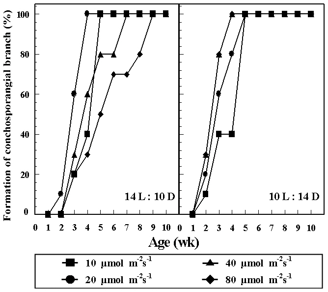 Formation rates of conchosporangial branch by crossing between Porphyra pseudolinearis and P. dentata at 25°C and photon flux densities (10-80 ㎛ol m-2 s-1) under 14 L : 10 D and 10 L : 14 D. Percentage of conchocelis colonies with conchosporangial branches.