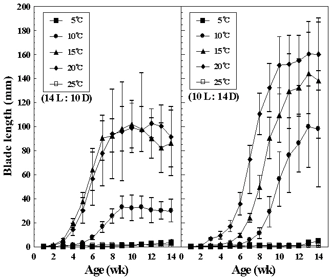 Growth of hybrid foliose thallus by crossing between Porphyra pseudolinearis and P. dentata at five temperatures (5-25°C) and 40 ㎛ol m-2 s-1 under 14 L : 10 D and 10 L : 14 D. Vertical bars are standard deviations.